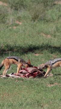 Vertical video,  a pair of black backed jackal feeing on an oryx carcass