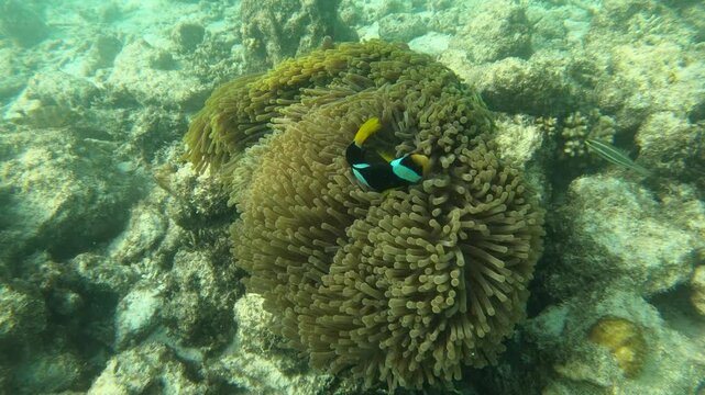 Sebae clownfish and Maldive anemonefish, an anemonefishes found in the northern Indian Ocean. Like all anemonefish it is usually found living in association with sea anemones