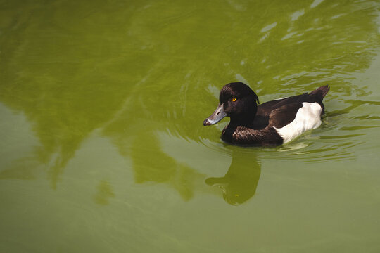 A male tufted duck with a nonchalant expression and yellow eyes swims in murky green pond water, showing off its striking black and white plumage 