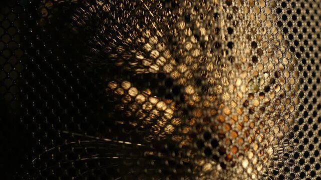 Cats intense gaze through mesh