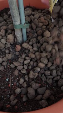 Close up view of a gardener gloved hand pouring expanded clay aggregate into a pot to improve soil aeration and drainage for a houseplant