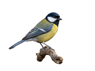 Fototapeta premium A beautiful great tit, Parus major, perched gracefully on a rustic natural wooden branch.