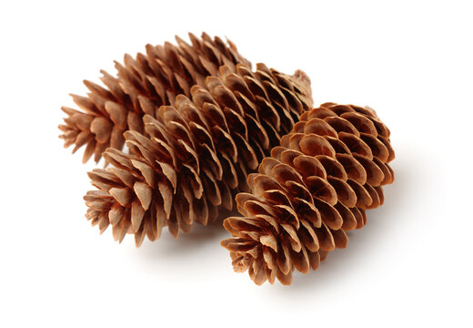 Three pine cones