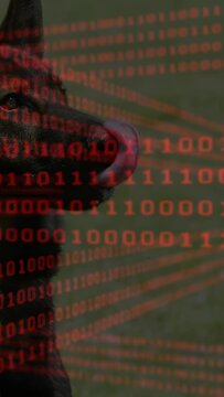 Vertical video: Woman handler nudging dog looking and panting for tech cue with red binary overlay