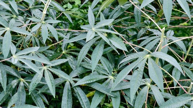 Close-up of lush green cassava plant leaves with a natural, organic pattern