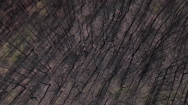 Aerial view of a forest after 2025 summer wildfires creating stark shadows and textures in the winter landscape, Freixo de Espada a Cinta, Portugal.