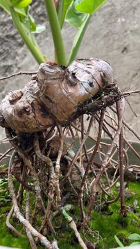 Close Up View of Exotic Alocasia Rhizome and Exposed Roots in Mossy Pot