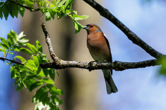 Buchfink (Fringilla coelebs) M&auml;nnchen