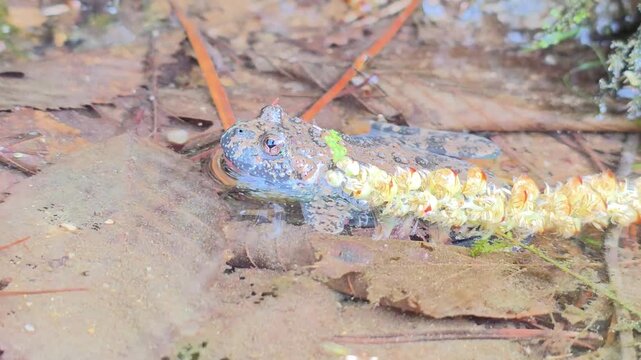 


Macro shot of an Oriental fire-bellied toad with unique skin patterns in a mountain stream. 15


