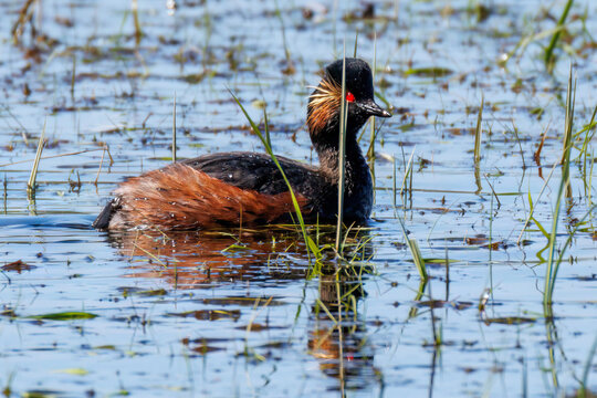 Schwarzhalstaucher (Podiceps nigricollis)