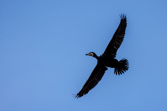 Kormoran (Phalacrocorax carbo)