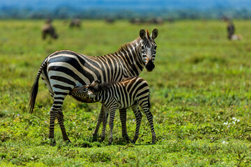 Obraz premium Zebras