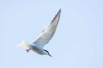 Fototapeta premium Flußseeschwalbe (Sterna hirundo)