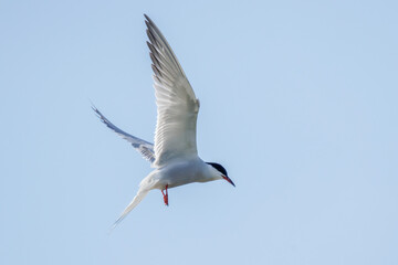 Fototapeta premium Flußseeschwalbe (Sterna hirundo)