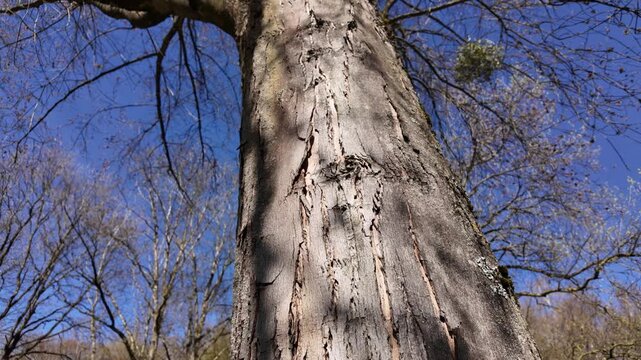 Tree trunk with bare branches and mistletoe against a bright blue sky