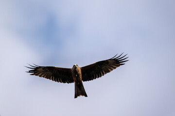 Fototapeta premium A black kite in its natural habitat in a spring forest in Kalmykia.