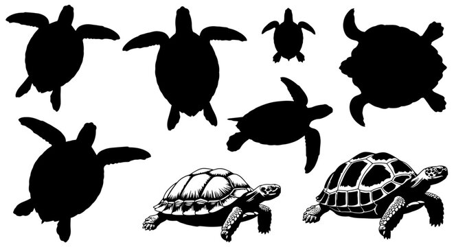 Turtle icons, turtle silhouettes, sea turtle graphics, black turtle illustrations, vector turtles