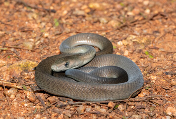 Obraz premium Closeup of the highly feared black mamba (Dendroaspis polylepis), in the bushveld. Africa’s deadly venomous snake