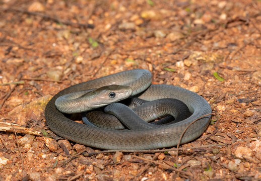 Closeup of the highly feared black mamba (Dendroaspis polylepis), in the bushveld. Africa&rsquo;s deadly venomous snake