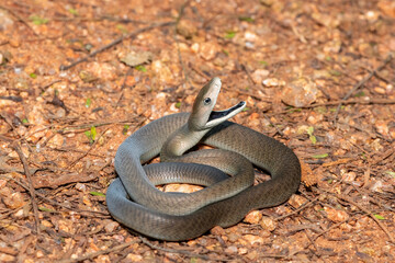 Obraz premium The highly feared black mamba (Dendroaspis polylepis), defensively displaying its black mouth. Africa’s deadly venomous snake