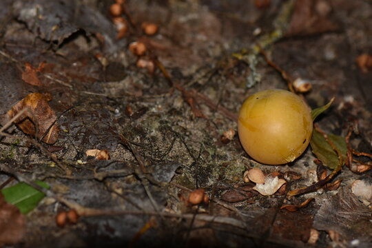 Yellow wild cherry plum on forest floor