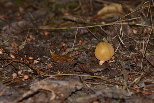Yellow wild cherry plum on forest floor