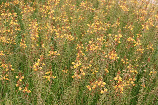 Macro shot of Bulbine frutescens yellow and orange flowers blooming in a meadow. Detailed view of snake plant blossoms in a botanical garden on a sunny summer day. Natural floral background.