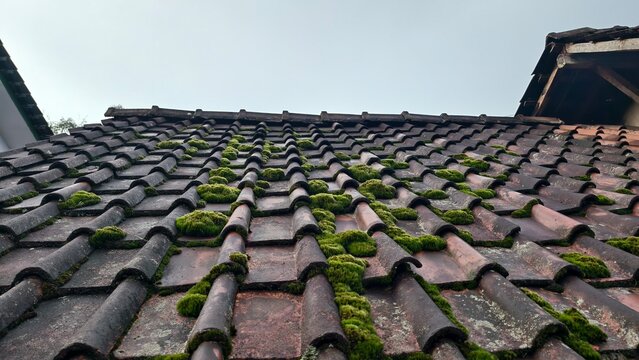 Close up of a weathered tile roof covered in patches of green moss and lichen under a pale sky