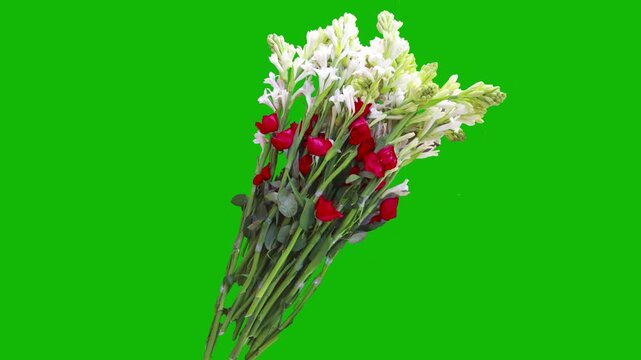 A vibrant bouquet of red roses and white stock flowers is isolated on a bright green background