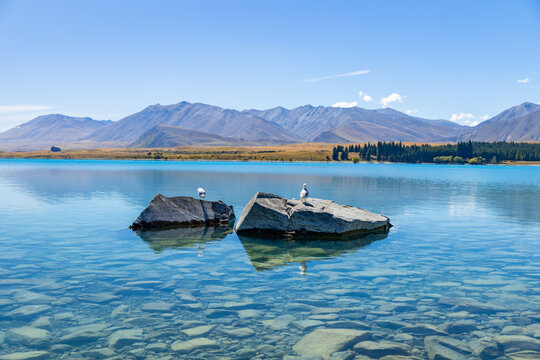 View of crystal-clear turquoise waters reflecting the sky, with rocks hosting resting birds, against a backdrop of majestic mountains, Lake Tekapo, New Zealand.