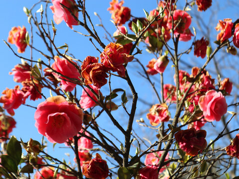 Albero in fiore di  Camellia japonica rosa