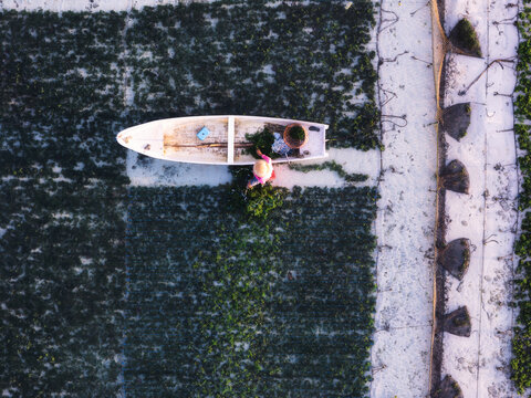 Aerial view of a lone boat navigates through vibrant green seaweed farms, creating a striking contrast against the clear waters, Lembongan, Bali, Indonesia.