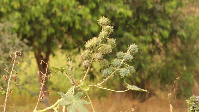 Medical seeds in india. Castor oil plant, vegetable from where extracts the known laxative castor oil, used to produce biodiesel Castor oil plant, Ricinus communis, commonly known as castor oil plant