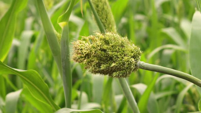 Sorghum bicolor, commonly called sorghum and also known as great millet, durra, jowar, jowar jowar, or milo, grain sorghum. In india many sorghum fields that are ripe red are waiting to be harvested