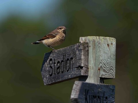 Bird in Haparanda archipelago
