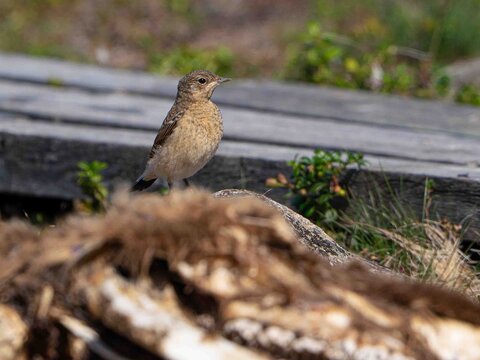 Bird in Haparanda archipelago