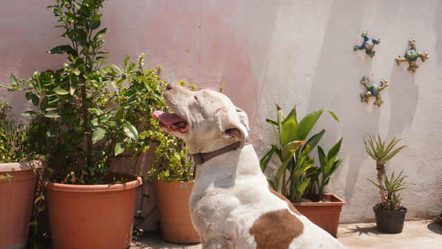 Perro con manchas caf&eacute;s sentado tranquilamente en un jard&iacute;n dom&eacute;stico