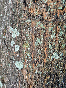 The bark of a mango tree that is approximately 28 years old is covered in moss and mistletoe.