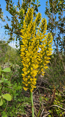 Obraz premium Flowering Yellow Licorice (Glycyrrhiza flavescens), a perennial herb native to the subtropical biome of the Eastern Mediterranean, particularly southern Turkey