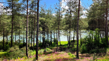 Obraz premium Spring flowers under the trees in a pine forest by a lakeside in the Eastern Mediterranean.