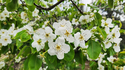 Fototapeta premium As a spring background, the white blossoms of a pear tree (Pyrus communis) in April