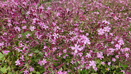 Fototapeta premium In spring, a vibrant carpet of pink wildflowers, Egyptian Campion (Silene aegyptiaca) low-growing, sprawling perennial plants that form dense mats of color