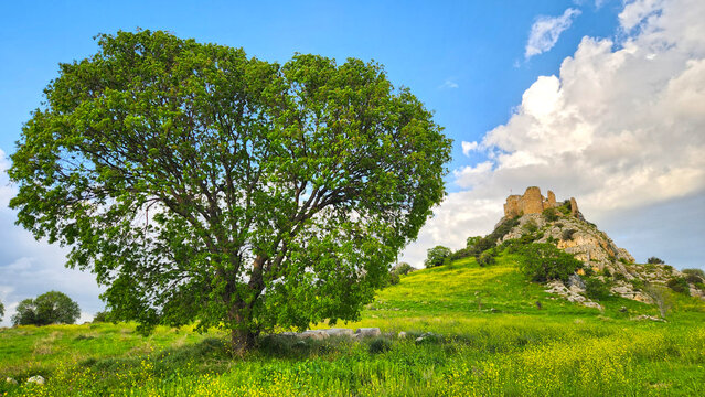 In a late evening of a spring day, a large terebinth tree and Bodrum Castle in the ancient Roman city of Kastabala (Castabala-Hieropolis) in Kesmeburun village of Osmaniye province, Turkey