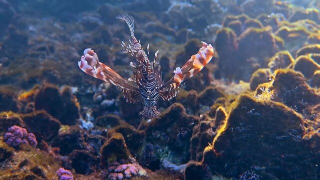Lionfish swims gracefully through vibrant coral reef, showcasing its fins in clear blue ocean water.