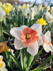 Blooming flower daffodil variety Riot with white and orange red petals with stamens growing in...