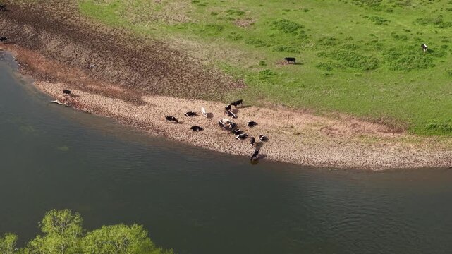 Top down aerial view of cattle and cow herd drinking from the banks of river Trent in the UK