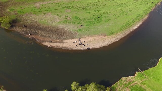 Top down aerial view of cattle and cow herd drinking from the banks of river Trent in the UK