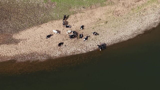 Top down aerial view of cattle and cow herd drinking from the banks of river Trent in the UK