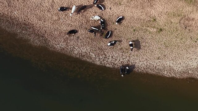 Top down aerial view of cattle and cow herd drinking from the banks of river Trent in the UK
