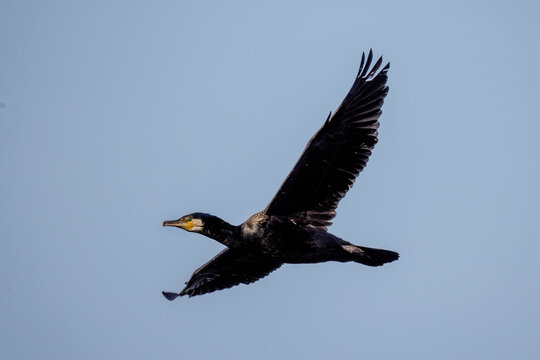 Kormoran (Phalacrocorax carbo)